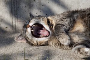 catyawning