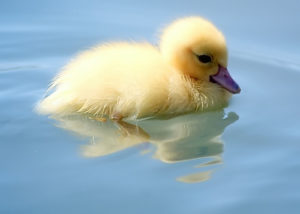 Not this kind of Duck, but it's still cute!